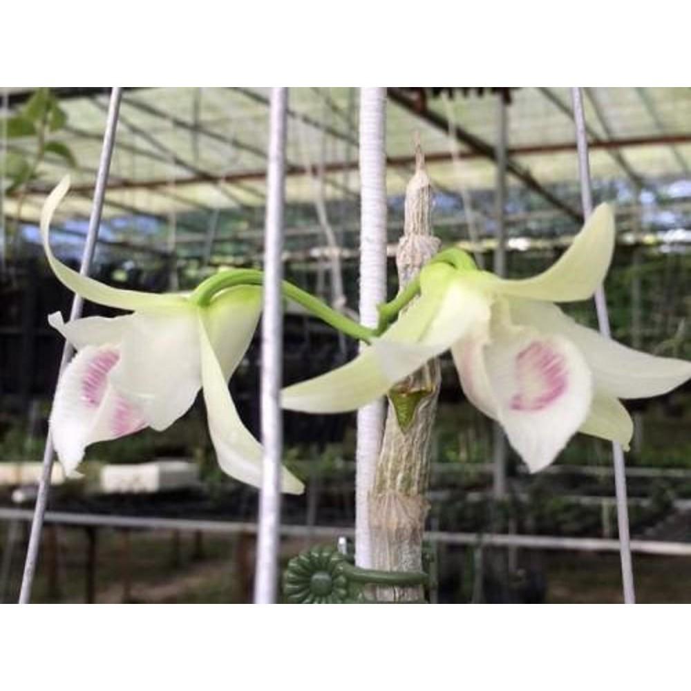 Phi điệp 5ct pt gieo hạt COMBO 2 cốc