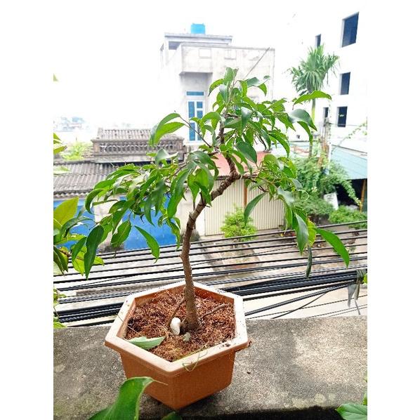 Cây sanh mini để bàn h2,3,4