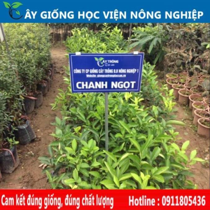 Sản phẩm Cây Ăn Trái chanh tứ quý