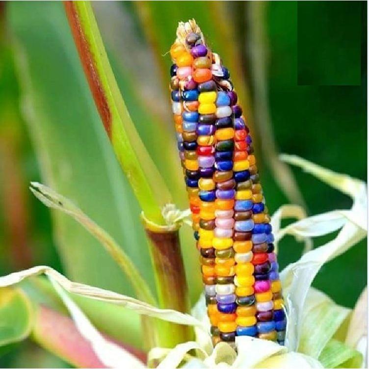 Hạt giống ngô ngũ sắc 30 hạt/gói