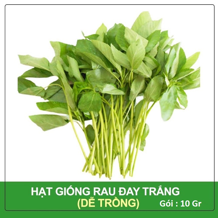 Hạt Giống Rau Đay Trắng 4 Mùa - Gói 10Gr