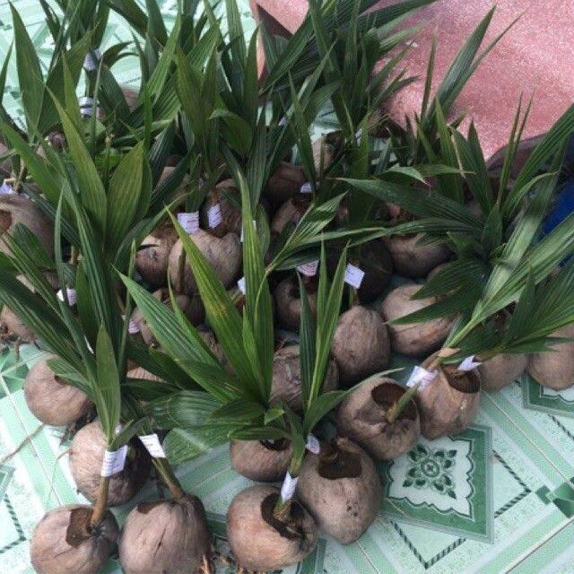 Dừa xiêm lùn vàng