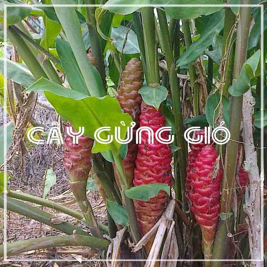 Củ Gừng Gió khô sạch đóng gói 1kg