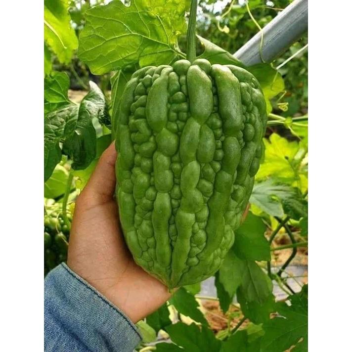 Hạt Giống Khổ Qua Trái Tim Thái Lan -
