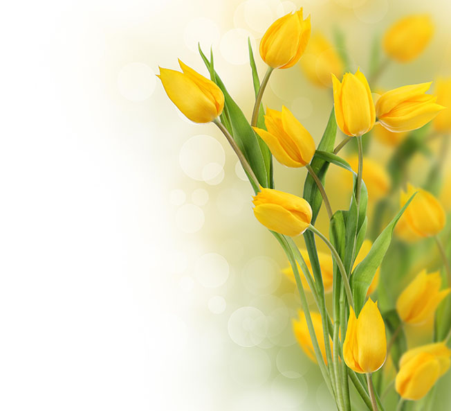 Bộ 5 củ giống hoa tulip hoa màu vàng