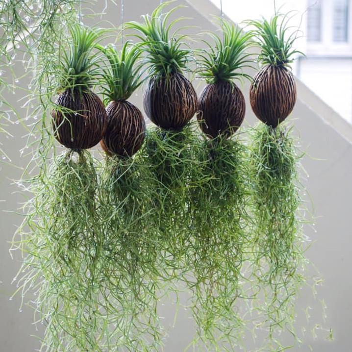 Cây Không Khí ( Tillandsia Usneoides )