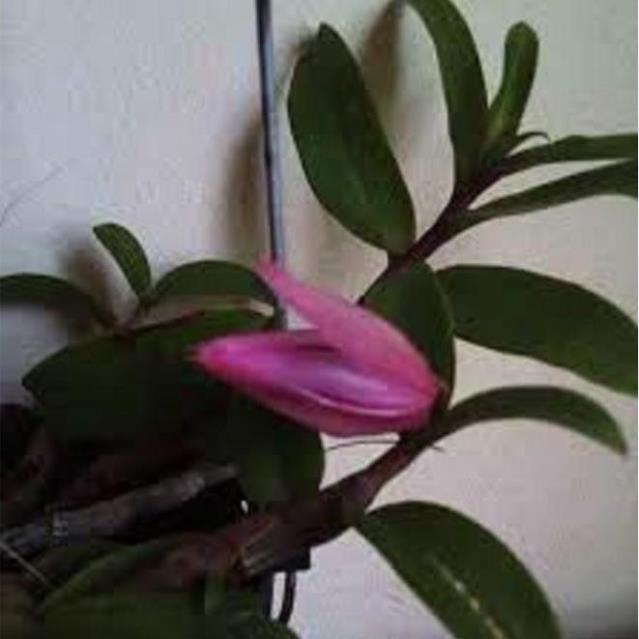 Chậu PHI ĐIỆP RỒNG LỬA