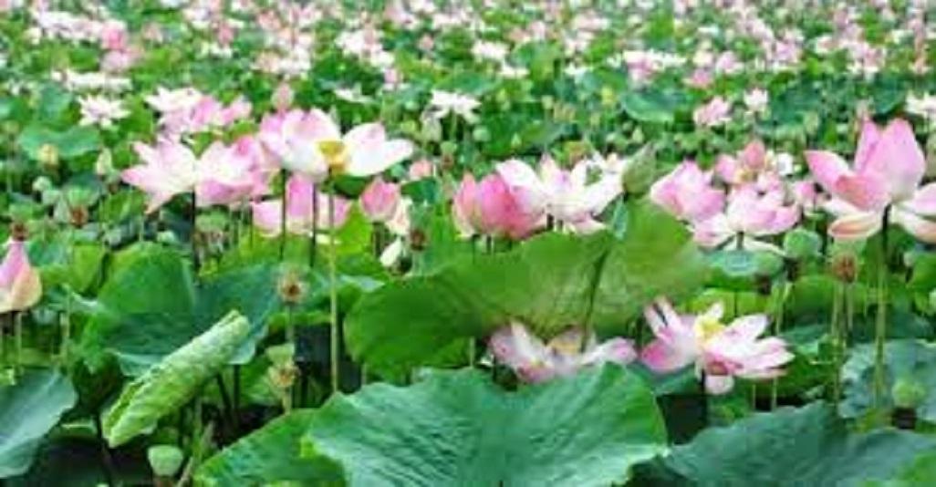 Combo 3 củ ngó sen siêu hoa