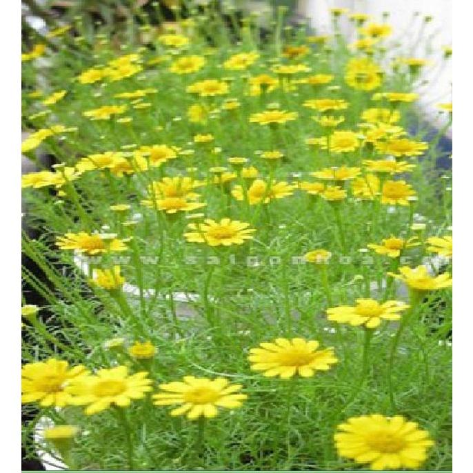 Hạt giống hoa cúc sao băng màu vàng,hạt giống chuẩn f1 -1 gói 50 hạt