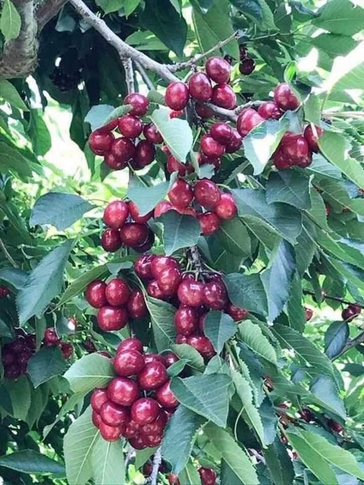 Cây giống cherry Brazil siêu sớm