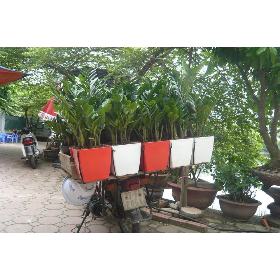 Chậu vuông v20