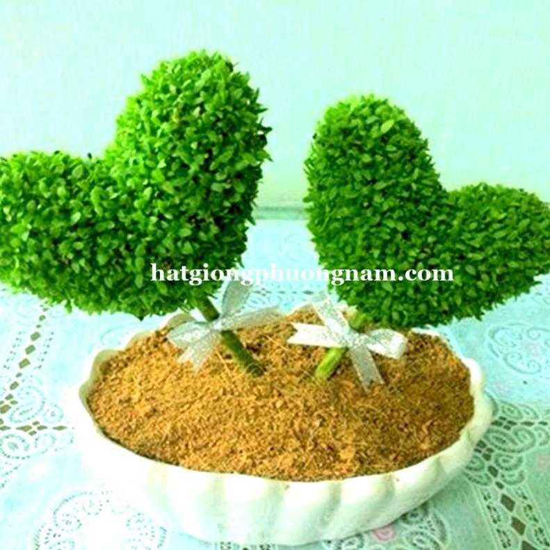 HẠT GIỐNG CÂY MAY MẮN ~ 400 HẠT