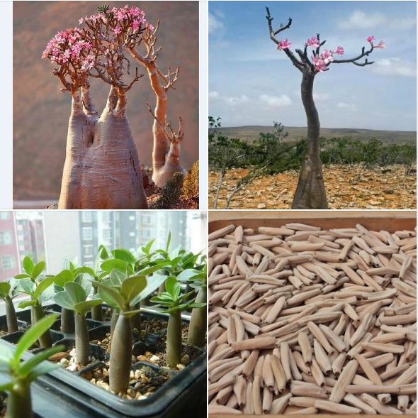 Hạt giống cây hoa sứ sa mạc /gói 5 hạt - kèm 3 viên nén kích thích ươm hạt