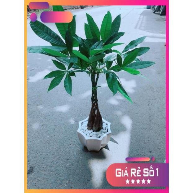 Chậu Kim Ngân 5 Thân Thắt Bính