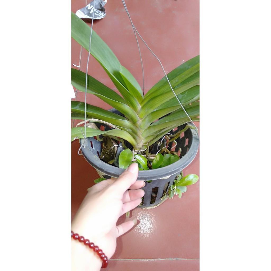 Hoa phong lan đai châu bò sữa cây khủng