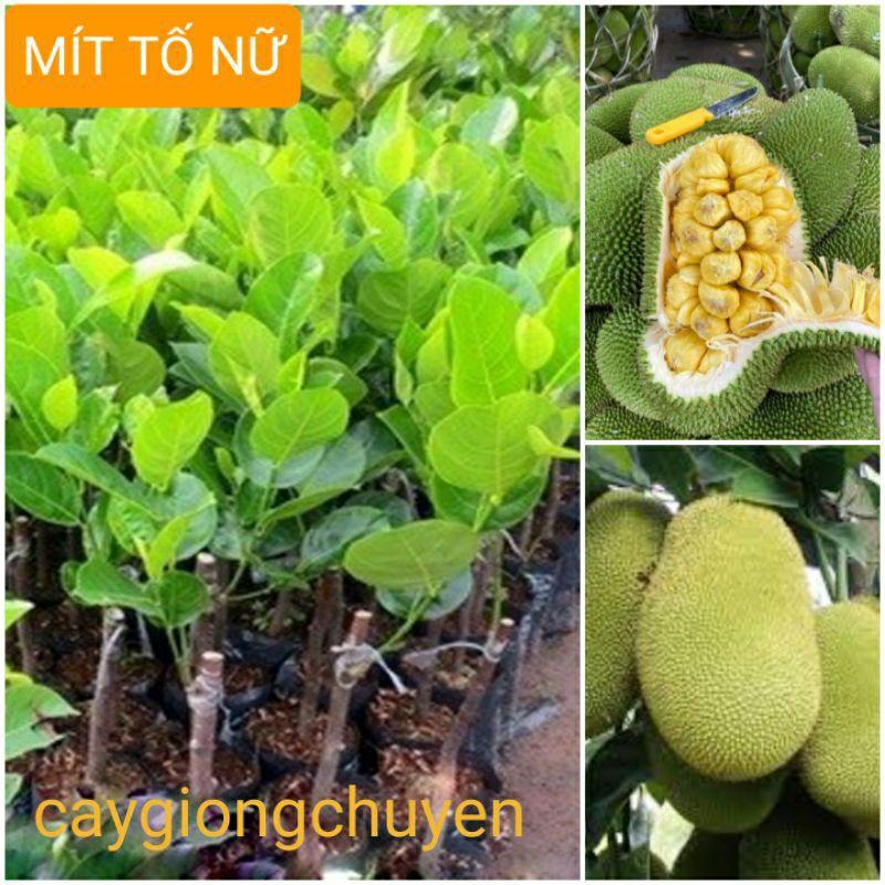 CÂY GIỐNG MÍT TỐ NỮ