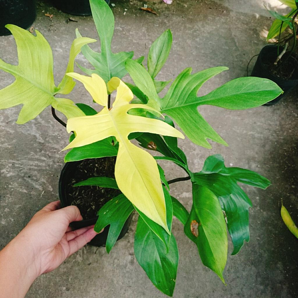 Trầu Bà Cánh Én Vàng - Philodendron Florida Ghost