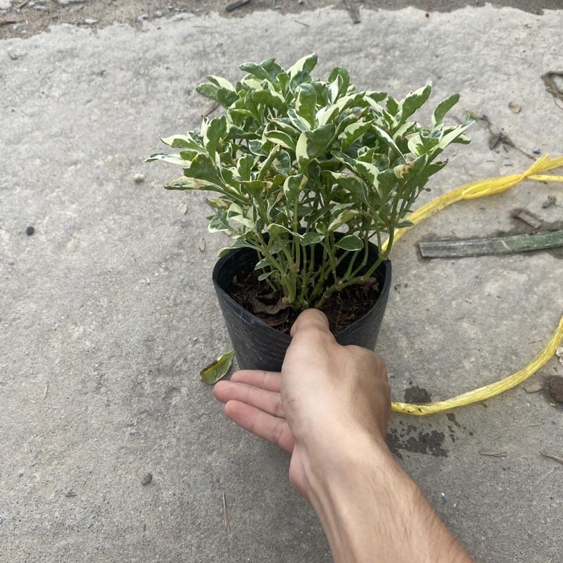 Cây cẩm thạch trồng bầu đen thích hợp trang trí decor sân vườn , tiểu cảnh