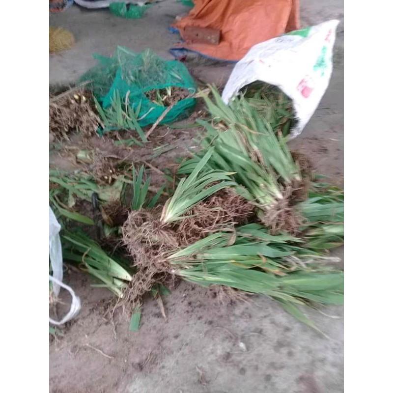 Xạ can tươi, khô, giống