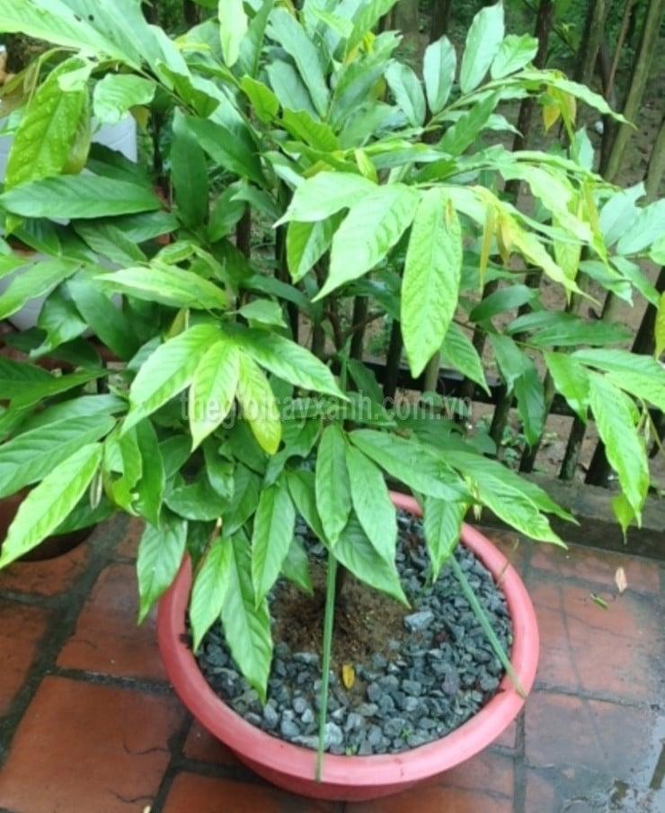 Cây HOA DẺ giống, hoa cực thơm, chữamụn nhọt, mẫn ngứa, ngộ độc... cây giống nguyên bầu