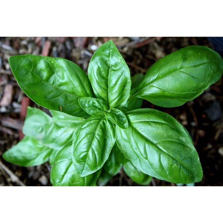 hạt giống Quế tây ITALY BASIL( húng tây)-2g
