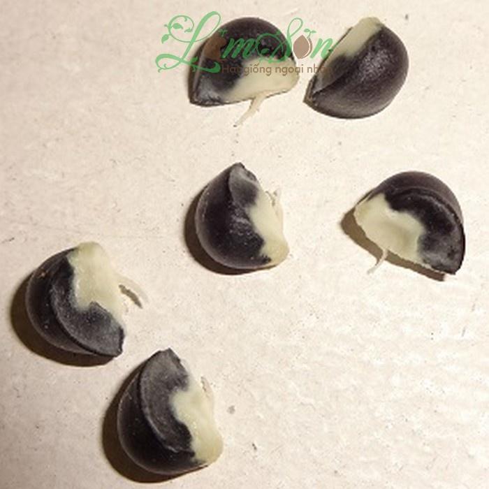 Hạt giống rau bồ ngót CT21 - Gói 1gram