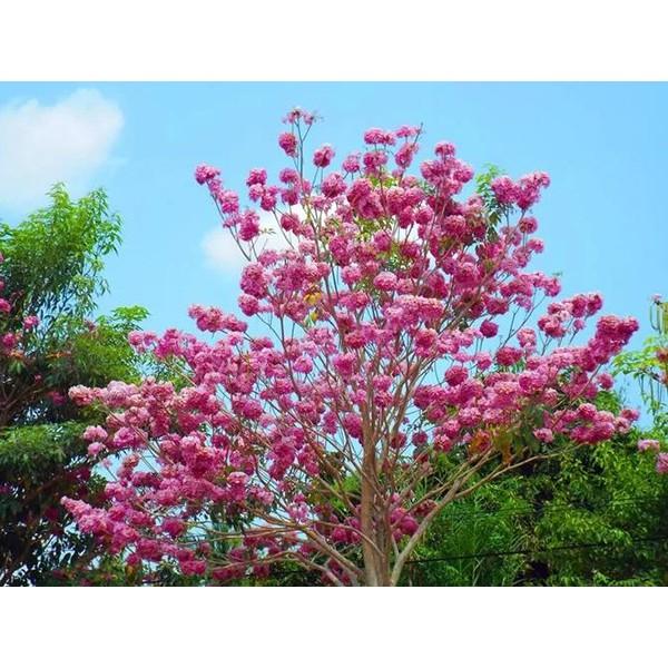 COMBO 2 BẦU CÂY GIỐNG CÂY KÈN HỒNG - CB2BCGCKH