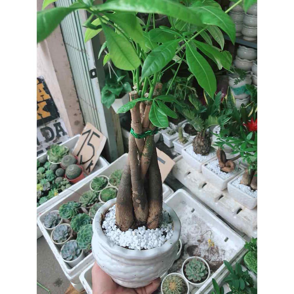 Chậu kim ngân thắt bím 5 thân Bán Chạy