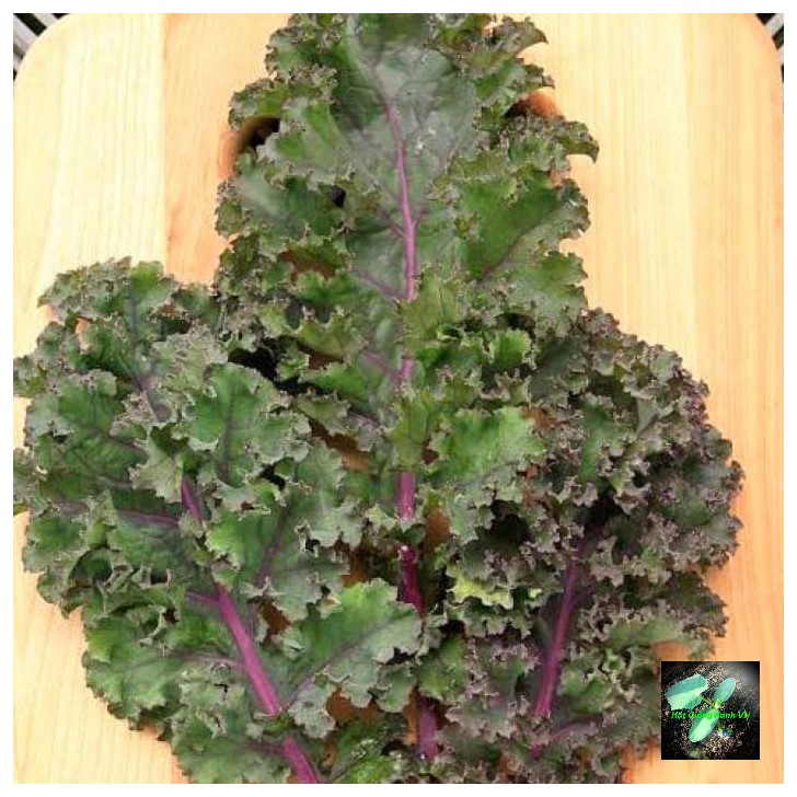 Hạt giống cải xoăn Kale tím lai f1, đóng gói 1gr