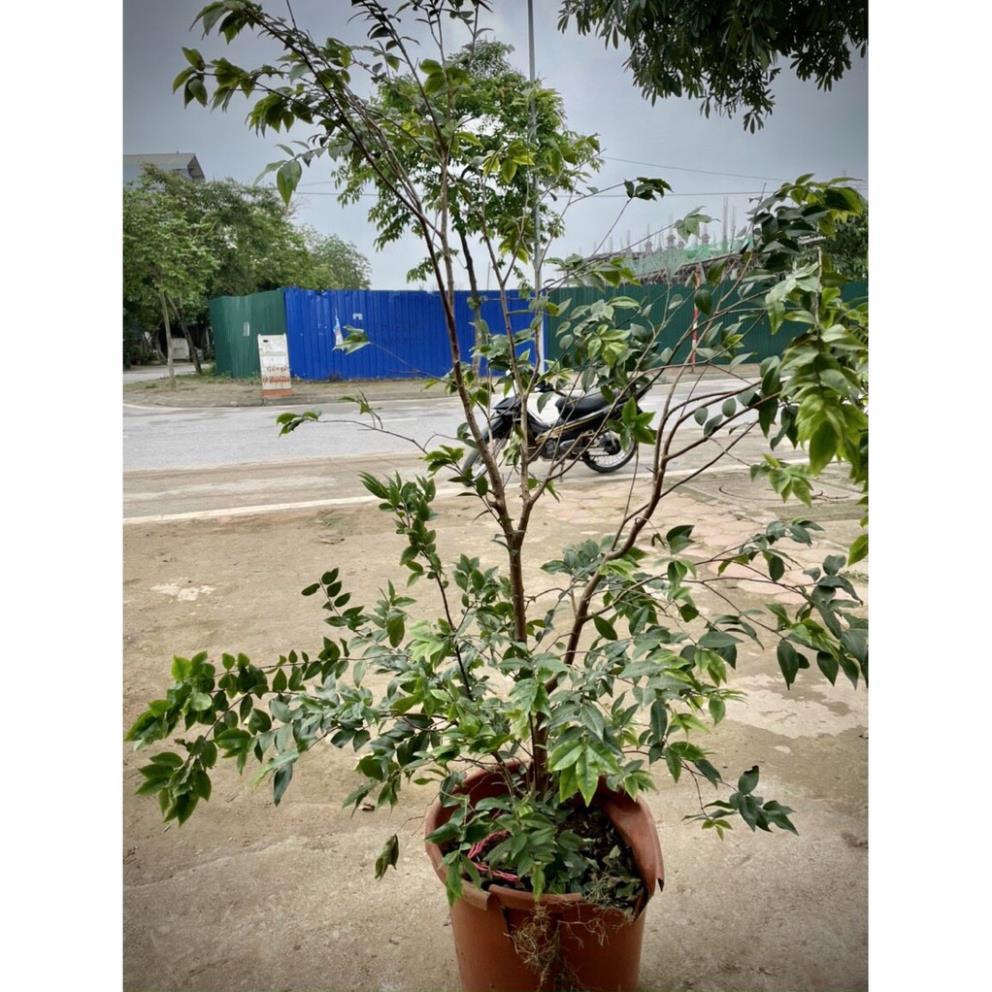 Cây nho thân gỗ tứ quý lá to trưởng thành cao 1m5 đang hoa và quả