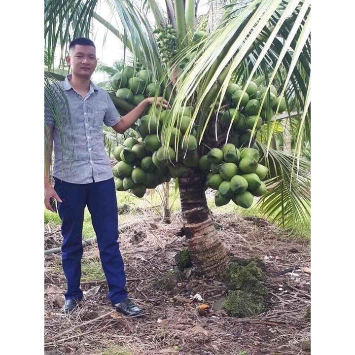 Cây giống dừa dứa