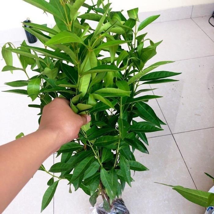 Cây lá vối nếp giống