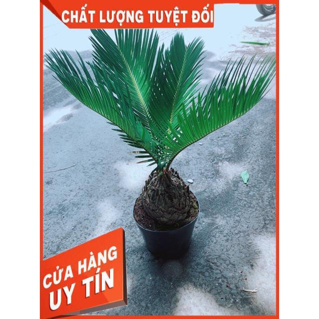 Cây Vạn Tuế