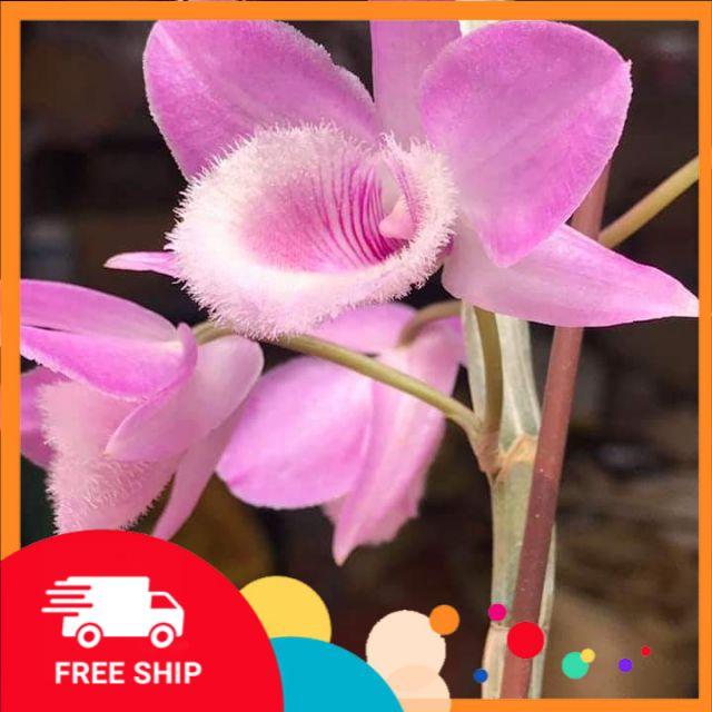 Lan phi điệp,, Phi điệp hồng ngọc
