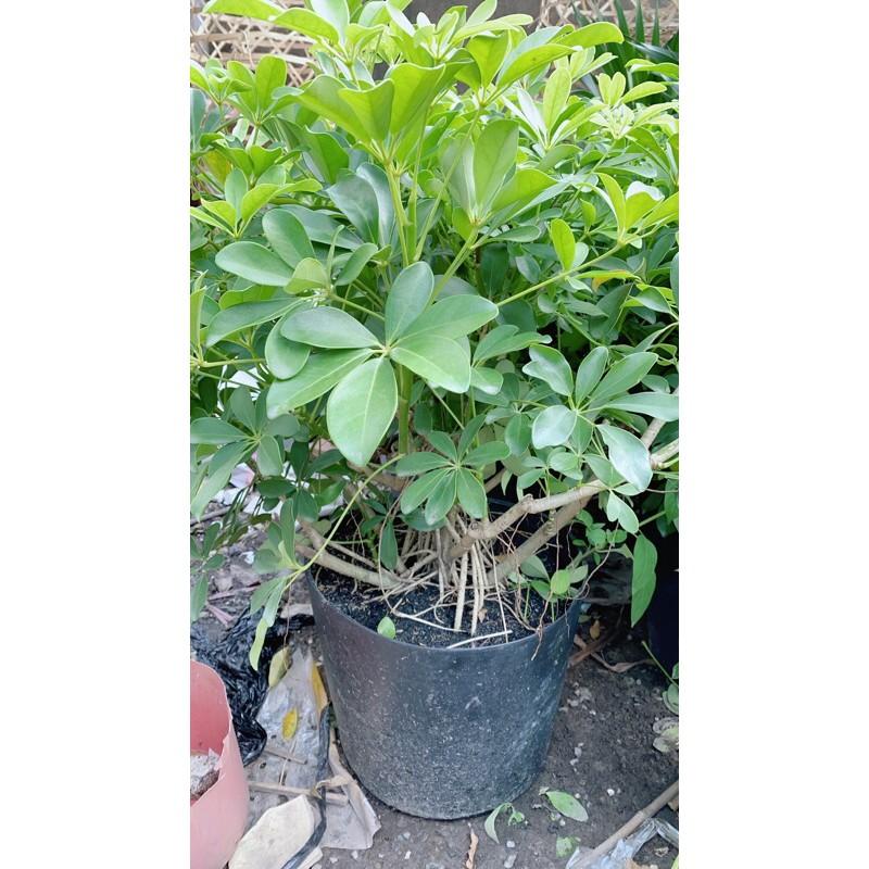 Ngũ Gia Bì Lớn