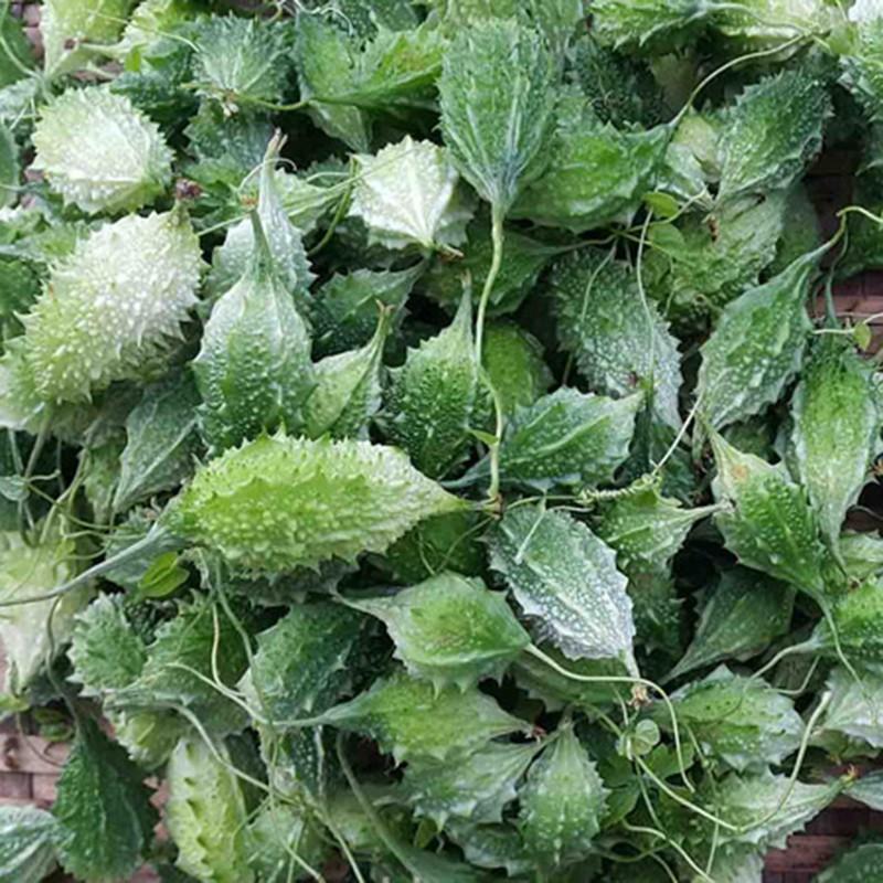 10H - HẠT GIỐNG KHỔ QUA RỪNG