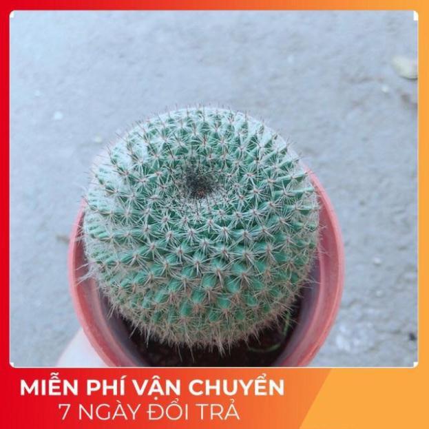 Xương Rồng Bánh Sinh Nhật