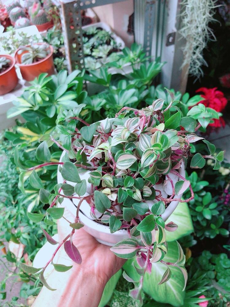 Chậu Cây Thằn Lằn Thái