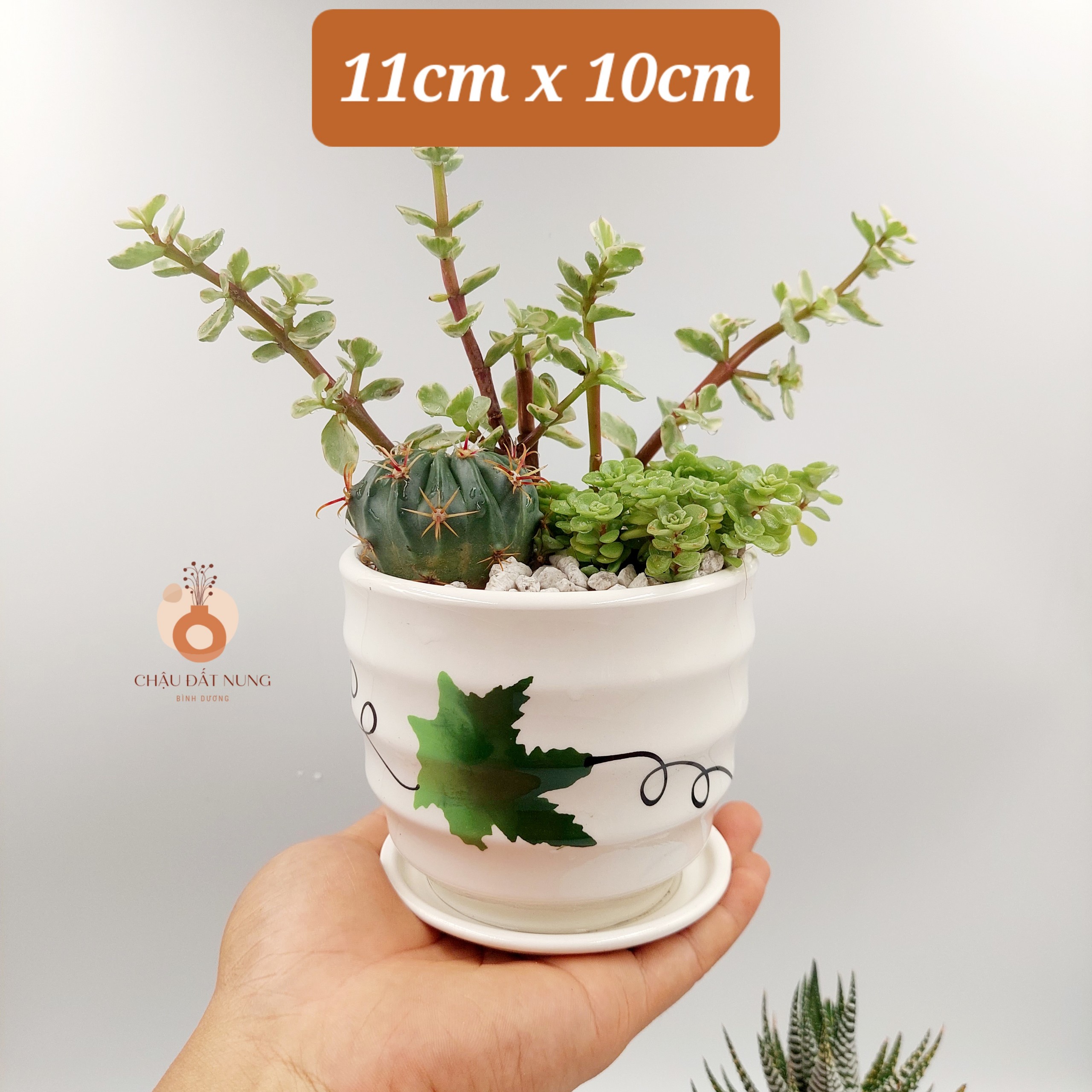 Chậu sứ tráng men size nhỏ, KÈM DĨA, miệng chậu 9-11cm, chiều cao 9-11cm