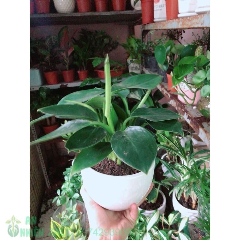 Chậu Cây Trầu Bà Đế Vương