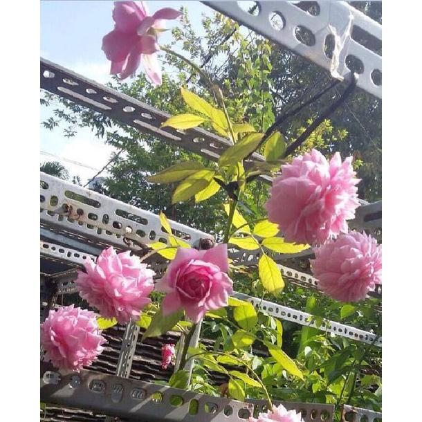 Hạt giống hoa hồng leo Pháp nhiều màu CT243 - Gói 10 hạt