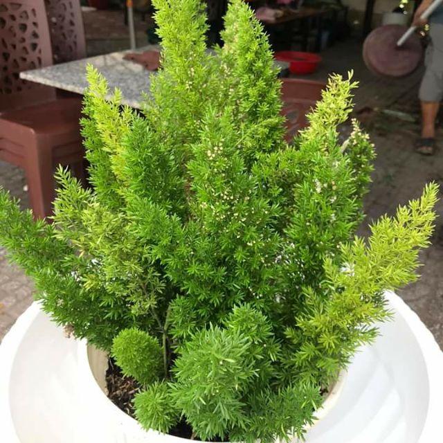 Hạt Giống Cây Tùng Đuôi Chồn Trúc Thiên Môn KNS3441 - Gói 5 hạt