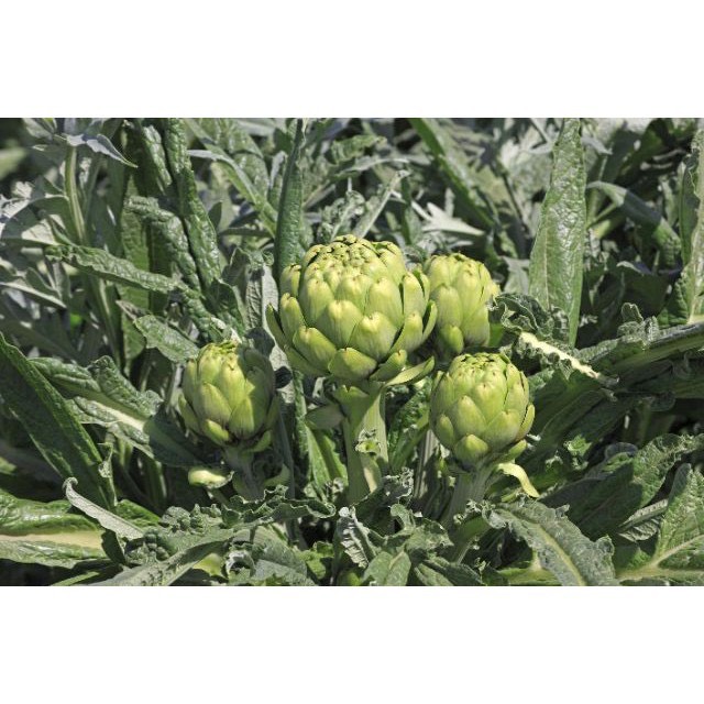 Hạt Giống Atiso Xanh F1 - Cây Atiso Xanh - Gói 5 Hạt