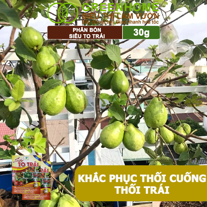 Phân Bón Siêu To Trái, GreenHome, Gói 30Gr, Thúc Trái Nhanh Lớn, Chắc Ruột, Nặng Ký, Đẹp Mã