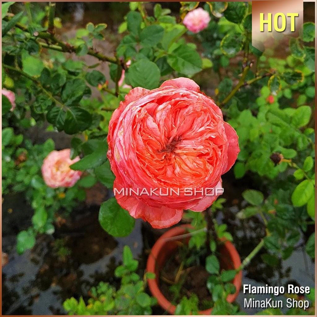 Hoa hồng ngoại Flamingo Rose - cây giống rễ trần