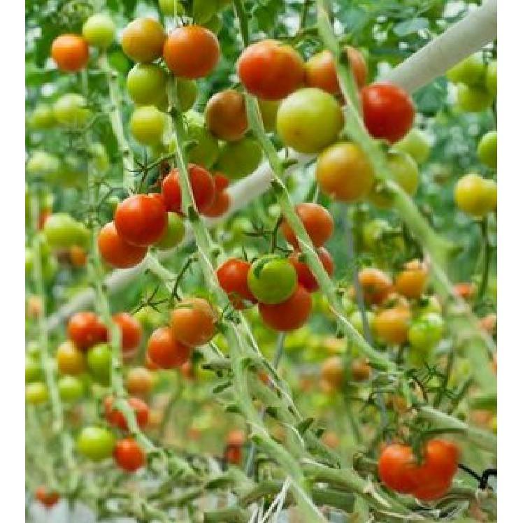 Hạt giống cà chua bi dây quả đỏ - 30 hạt/gói