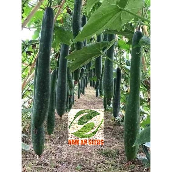 Hạt giống Bí đao xanh trái dài