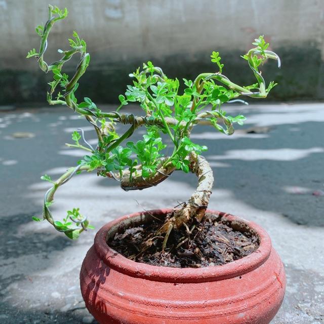 Chậu Cây Cần Thăng