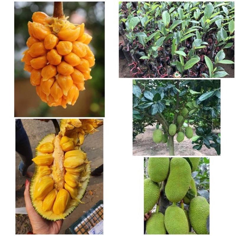 Cây giống mít tố nữ siêu trái nữ hoàng các loài mít.