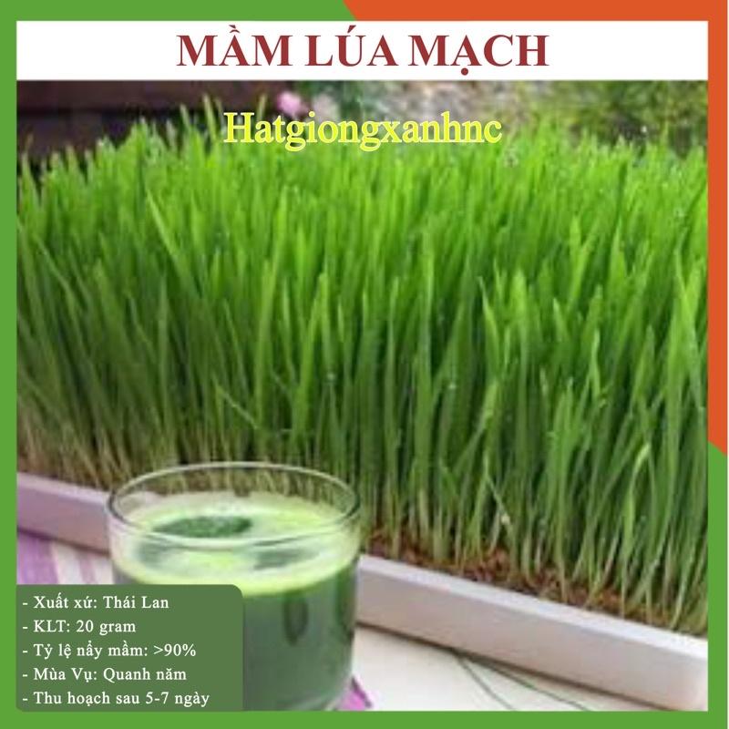 25gr Hạt Giống Mầm Lúa Mạch - Cỏ Lúa Mì - tỷ lệ này mầm cao